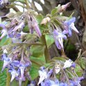 Trachystemon orientale